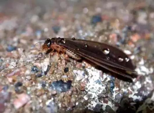 柑橘害虫及危害部位图,柑橘常见害虫高清图谱