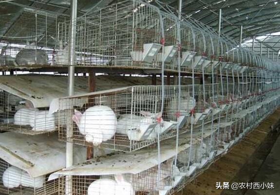 兔子感冒会传染给大人吗,家里的宠物兔子感冒怎么办