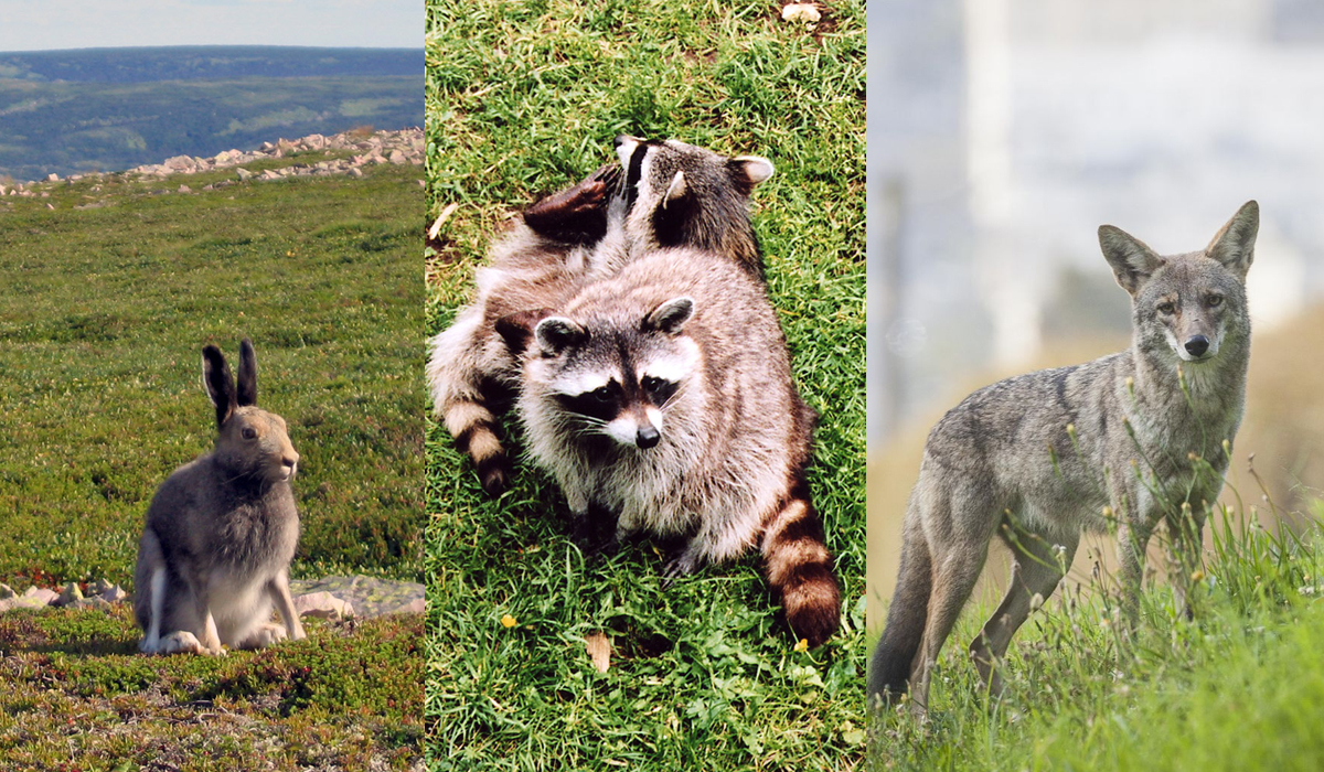 美洲黑熊和浣熊谁更厉害,郊狼和浣熊的区别