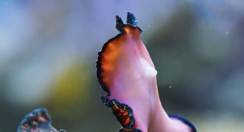 9.9恋爱游戏,9.9分恋爱番