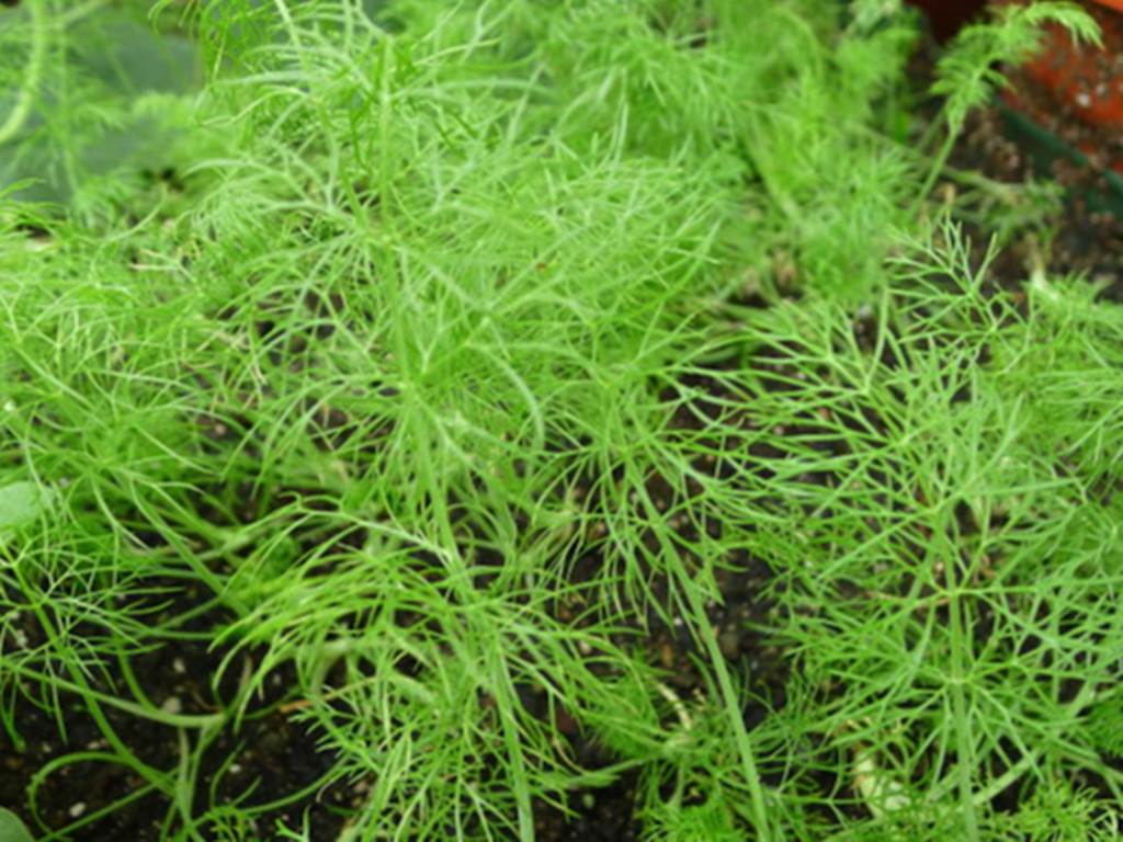 小茴香的盆栽种植技术与方法图片,盆栽茴香怎么长得粗壮好看