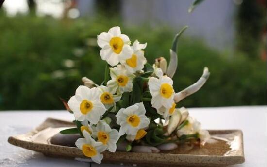 水培水仙花的养殖方法和技巧图解,水培水仙花的养殖方法