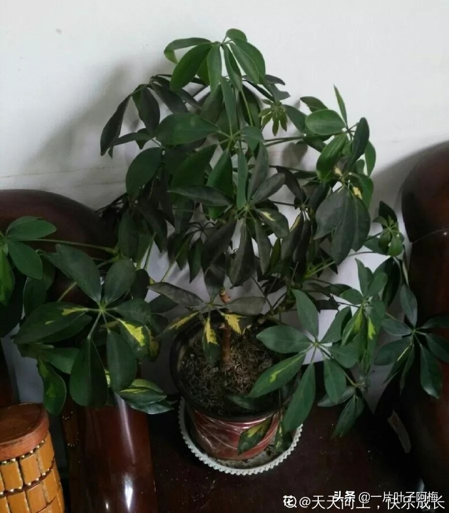 5个植物最招财,能开花又好养的植物又有寓意