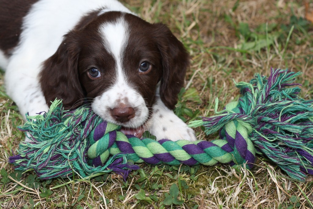 养宠经验分享小狗拉稀怎么回事,养宠日记小狗食欲很差是何原因