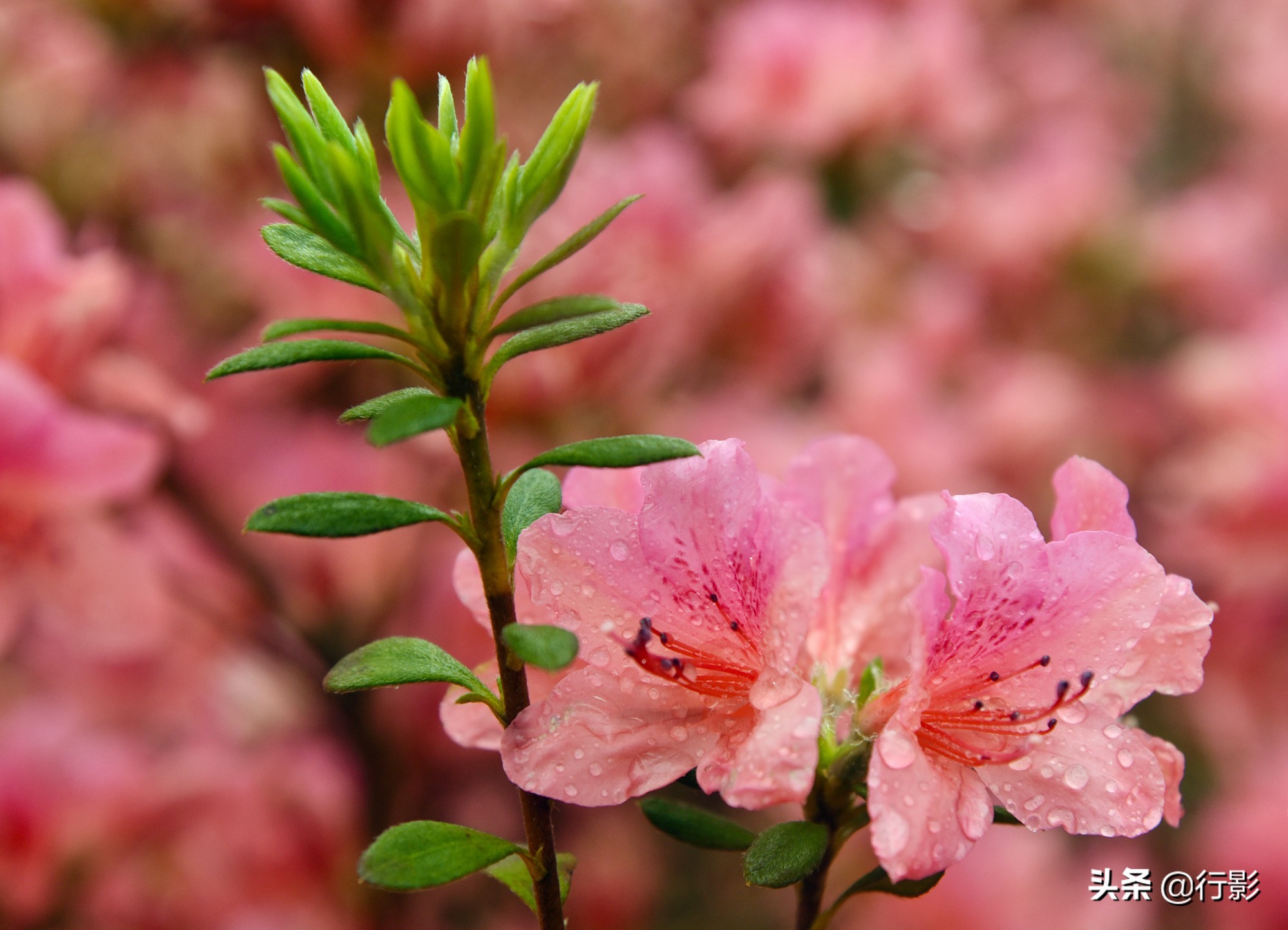 武汉云雾山游玩攻略,安陆云雾山和黄陂云雾山