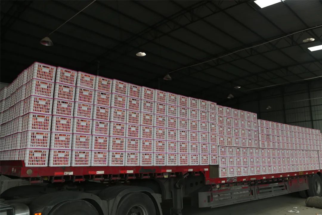 井研特产爱媛耙耙柑,四川乐山井研集益耙耙柑