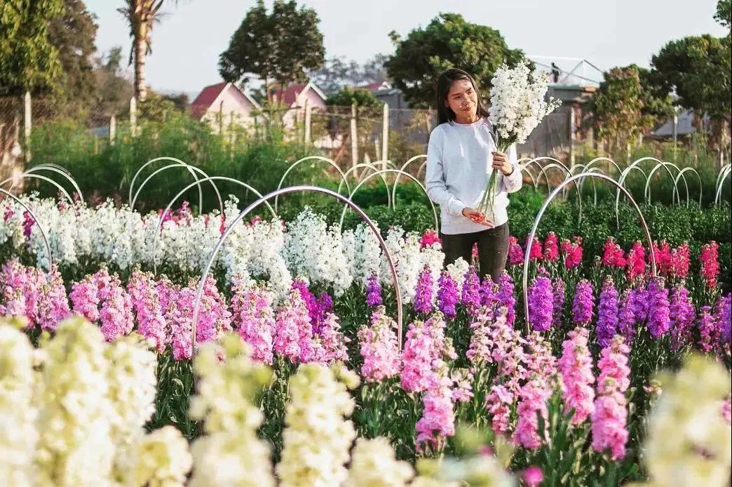 紫罗兰凯斯系列来了！早花百搭带芳香，轻松实现你的切花自由梦
