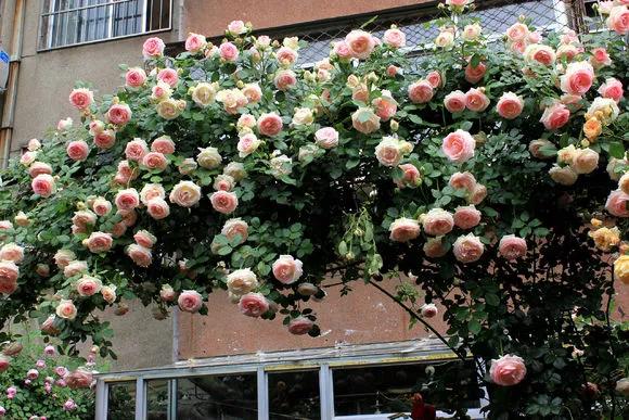 3种极品爬墙花30天爬满庭院,多季开花的爬墙花卉哪些最好养