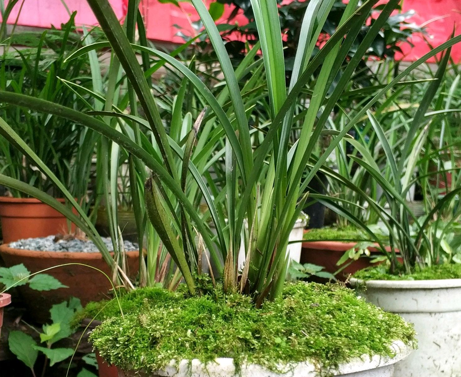 兰花翻盆最佳时间和方法,兰花翻盆的最佳季节和方法