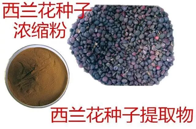 西兰花种子固体饮料的作用,西兰花种子水提取物功效