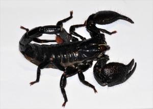 壹壹生态小视频,壹壹生态养殖