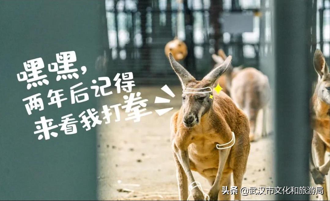 武汉动物园哪一个更好玩,九峰森林动物园与武汉动物园