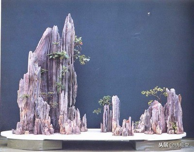 丛林式盆景欣赏,盆景欣赏及制作