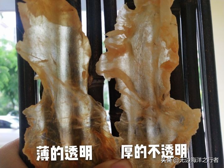 花胶的价格分析花胶多少钱一斤,花胶批发市场怎么选花胶