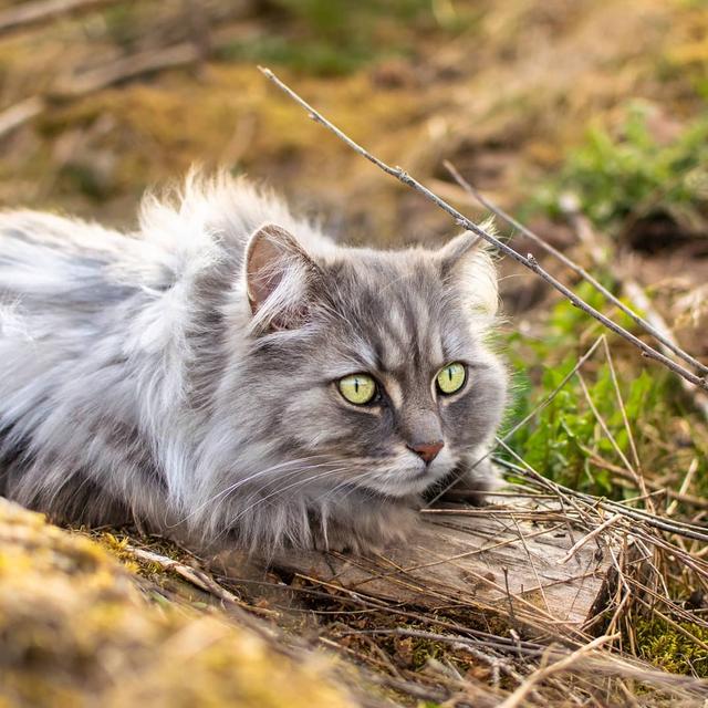 猫犯错了怎么管教它,打猫可以纠正猫的坏行为吗
