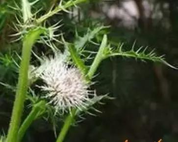 整合——28种青草药,赶快收藏备用!