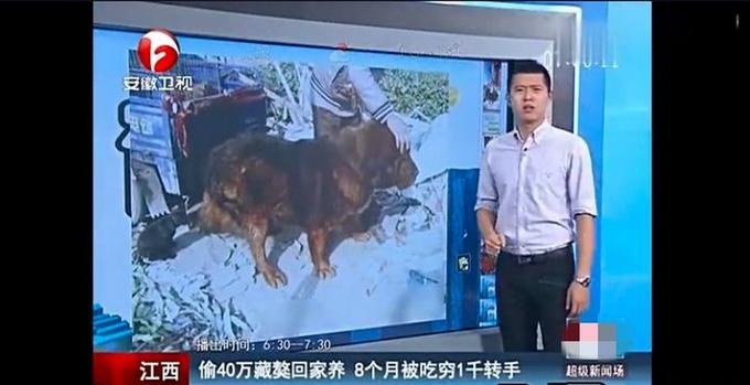 藏獒这10年来都经历了啥,曾经市价3000万的藏獒现状如何