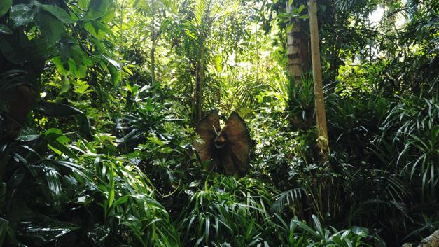 长隆飞鸟乐园长隆熊猫酒店怎么选,周一长隆野生动物园游玩攻略