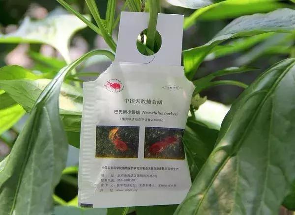 谁在保卫大棚蔬菜不被害虫啃光？这里正上演“以虫治虫”的“微型战争”