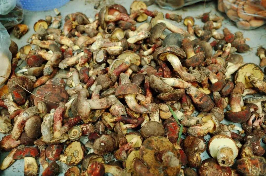 真菌为什么能控制昆虫大脑,真菌控制昆虫尸体