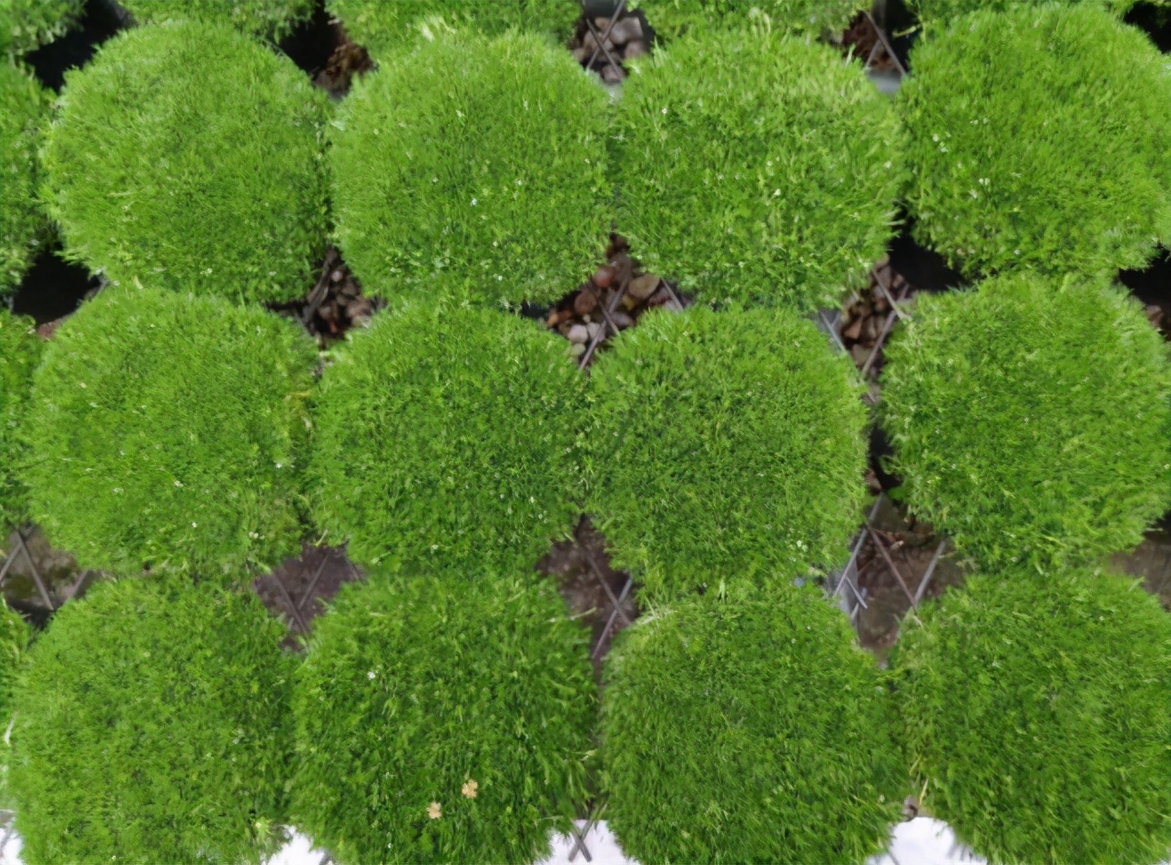 3种花最适合养庭院,适合北方庭院的耐寒常绿草坪