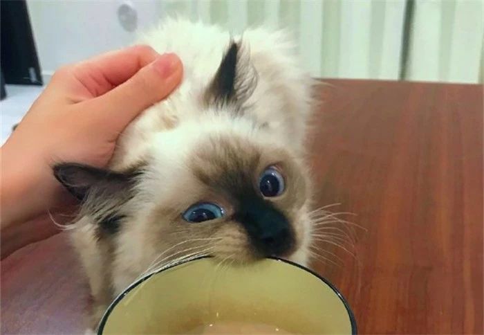 用百合花帮爱猫发情？母猫却因此出现肾衰竭，需知此为“毒花”