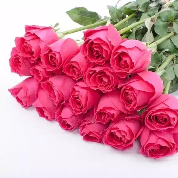 玫瑰大全|说到玫瑰只能想到红玫瑰的,建议你好看看本文!