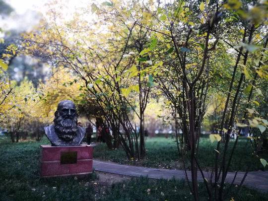 蓉城望江梅花,蓉城腊梅正飘香