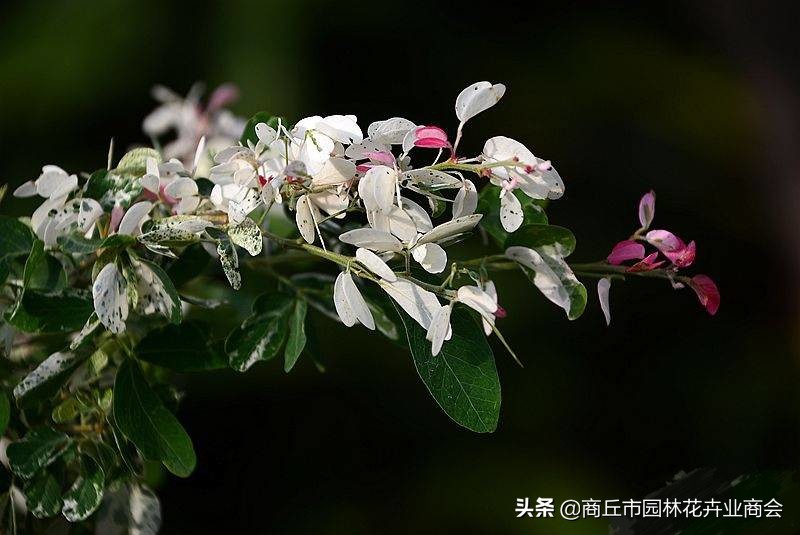 花叶络石，叶子五彩斑斓十分好看，教你如何养护