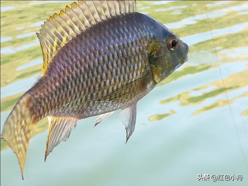 为什么我喜欢硬竿钓鱼,4.5米的鲫鱼竿能钓大鱼吗