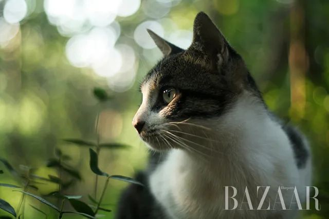 晚会喵、监考喵、楼长喵，被大学生宠爱也太幸福了吧