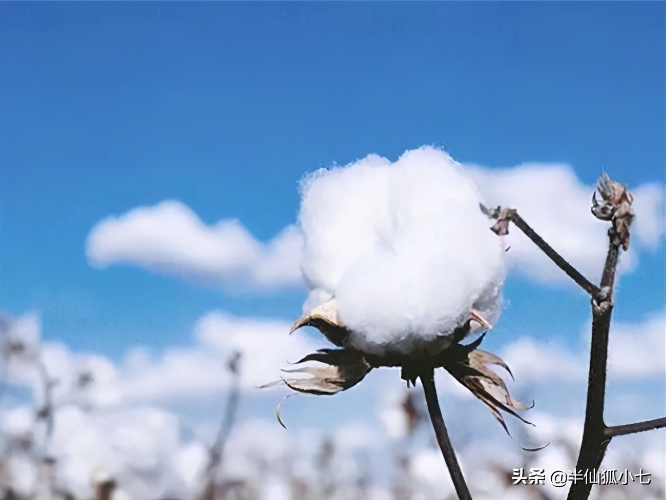 新疆棉炒作,炒作新疆棉花