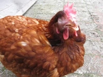 鸡出现肿头肿脸喂什么药,鸡肿头肿脸治疗方法