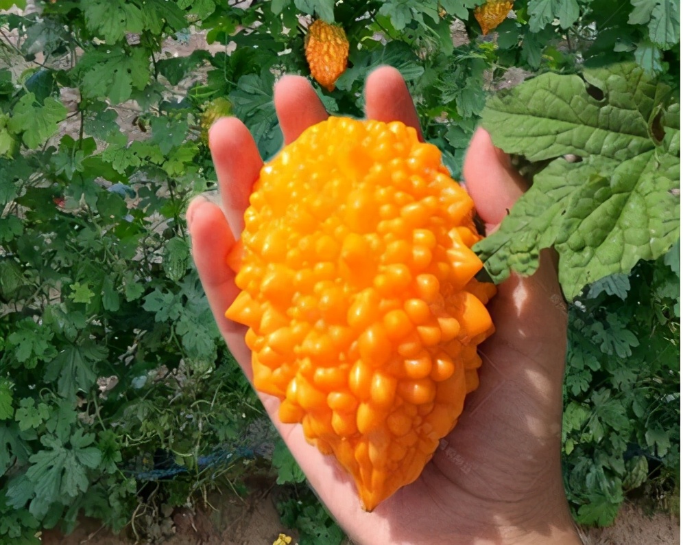 癞葡萄是苦瓜吗,癞葡萄可以当成苦瓜吗