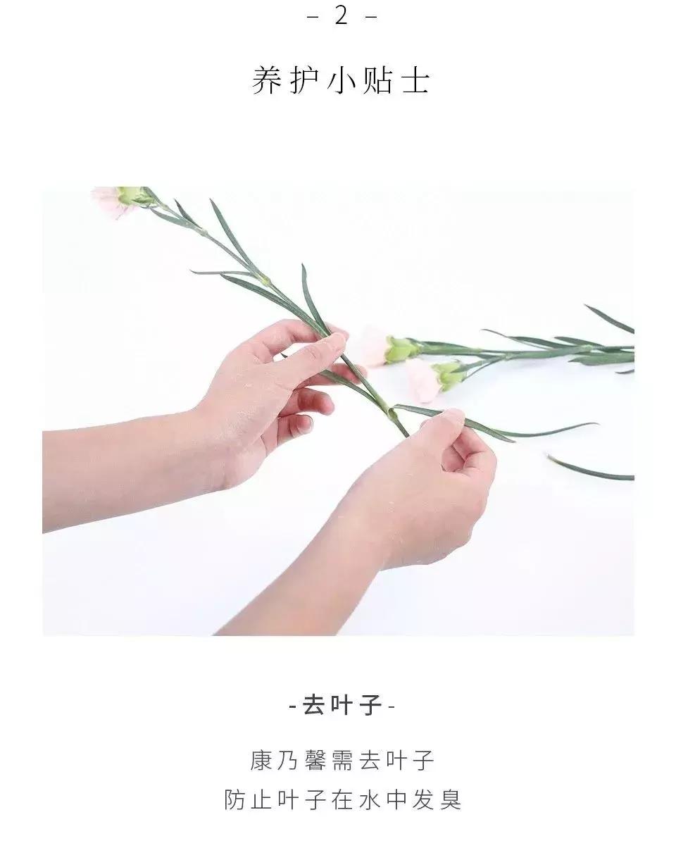 最美母亲节完整版,最美康乃馨母亲节