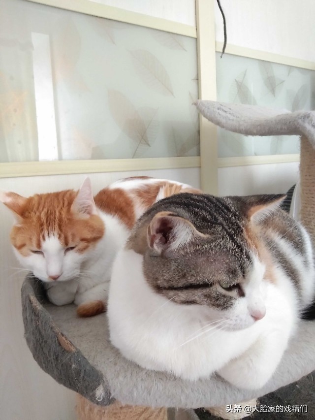 你这样的白橘猫，叫我怎能不爱？