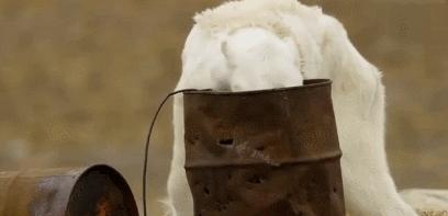 地球妈妈生病了故事,地球变暖冰川融化企鹅