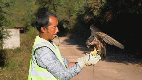 用鹰捕猎,用老鹰捕猎