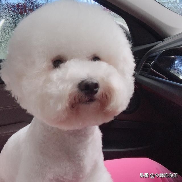 狗狗身体有腥臭味怎么解决,狗狗有腥臭味怎么办