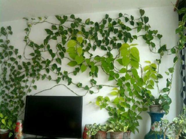 养绿萝,埋上几粒“煮豆豆”,胜过养花肥,油光锃亮爬满墙