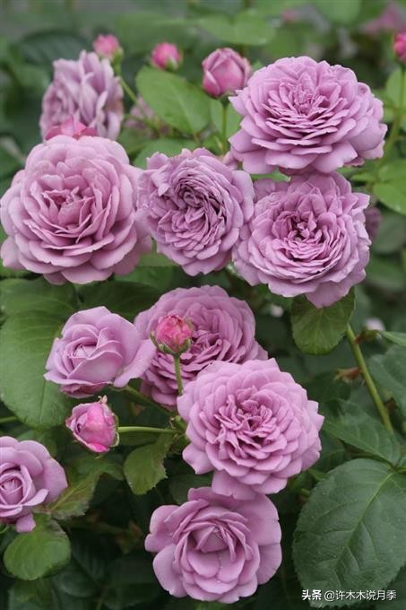 稀有月季蓝色妖姬,颜色比较稀有月季有哪些品种