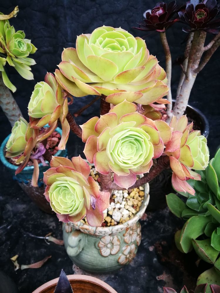 误打误撞的多肉情缘,带我走进多肉小世界!