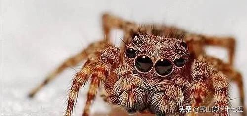 十大最省心又好养的宠物排行,公认十大好养又便宜的宠物