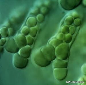 怒放的生命从蓝藻开始——植物篇