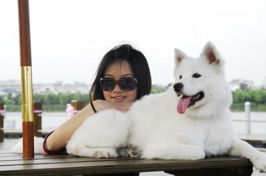 最聪明的狗狗排行榜小型犬,最适合新手养的狗狗十大排行榜