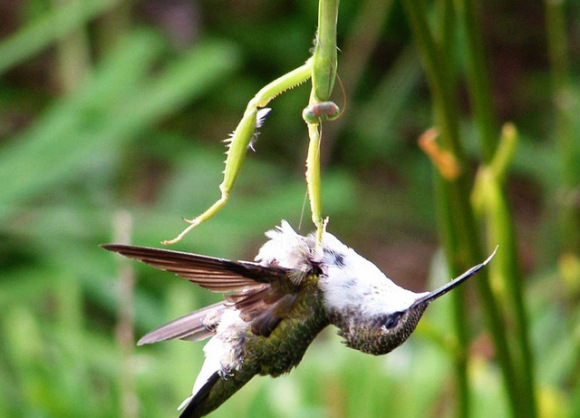 鸟VS螳螂,却被螳螂吃掉!“元芳”你怎么看