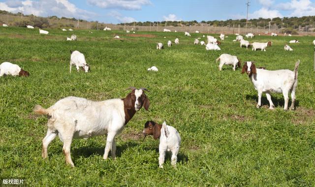 山羊常见寄生虫病，诊断与治疗方法，提高治疗效果