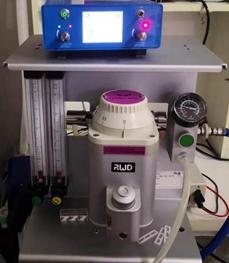 龟外伤修复,乌龟烂甲恢复初期