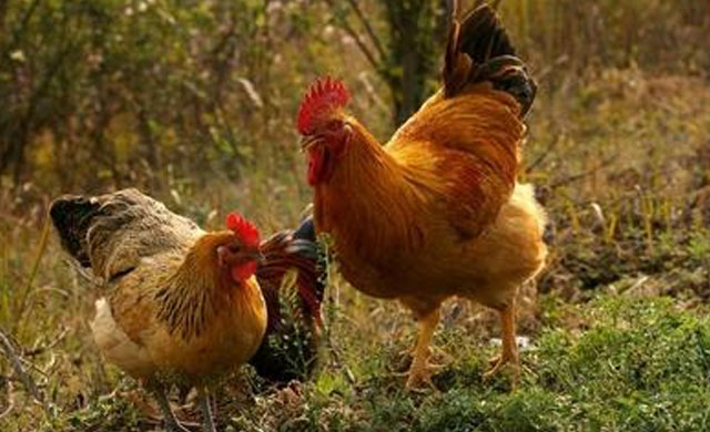 鸡眼睛流分泌物怎么治疗,鸡眼睛淌水用什么药