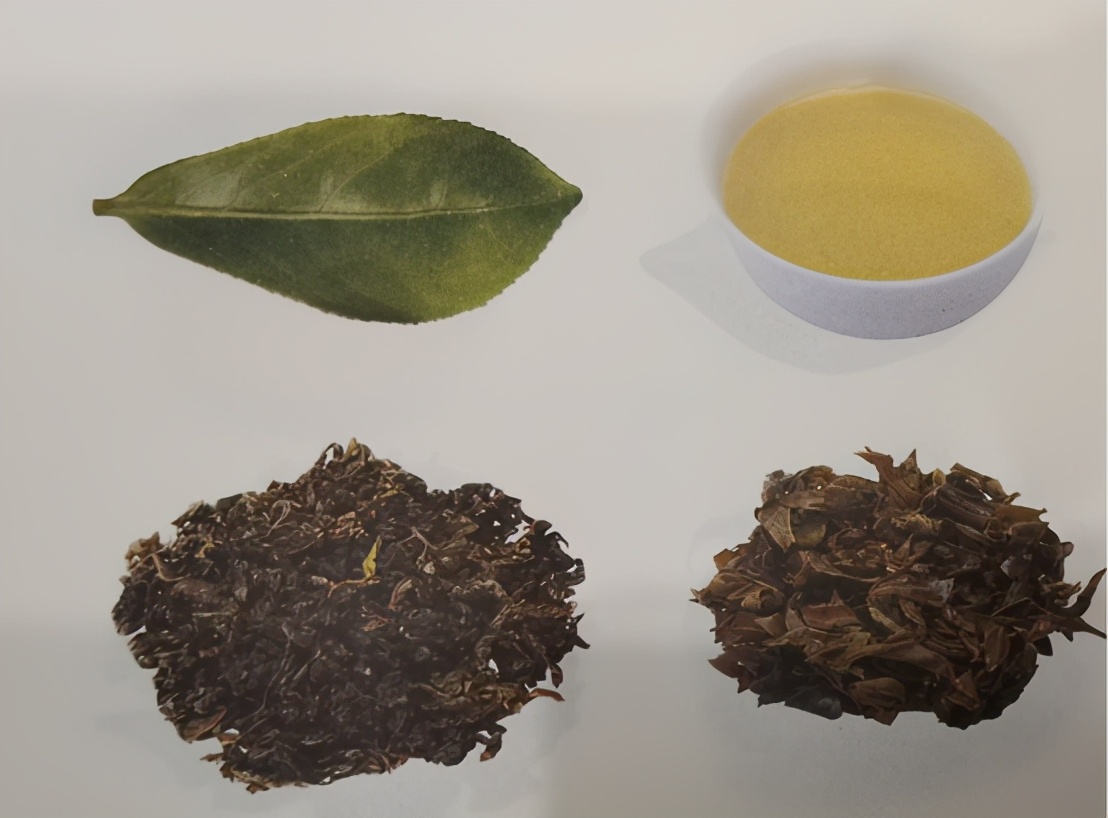 安溪铁观音有几个品种,安溪茶有什么品种